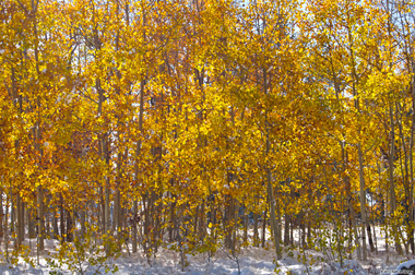 Aspen Trees
