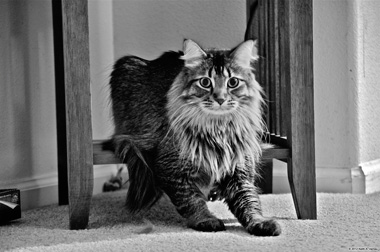 Gracie the Cat