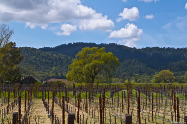 California Wine Country