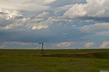 Horse on the Plains